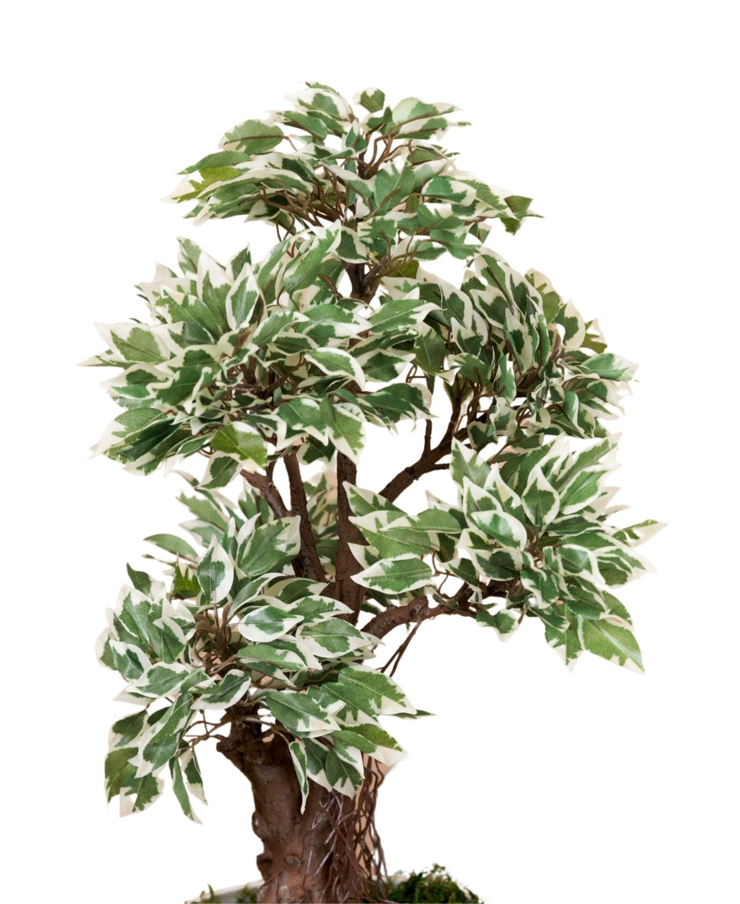 Mini Ficus Luxe Decorative Table Accent Without Pot