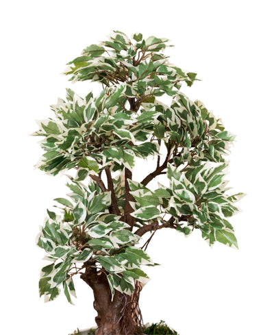 Mini Ficus Luxe Decorative Table Accent Without Pot