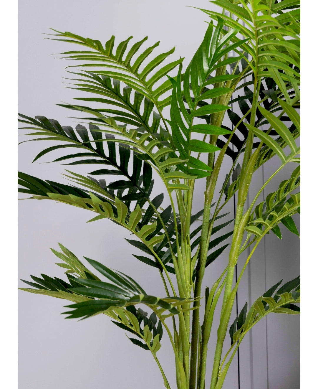 The Cascade Palm Without Pot (Tall)