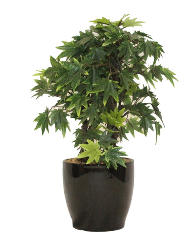 Miniature Charm Multicolor Maple Bonsai With Black Ceramic Pot