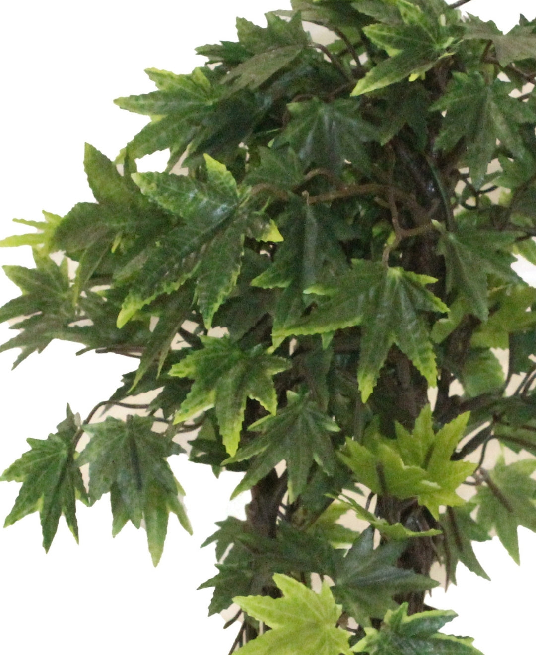 Miniature Charm Multicolor Maple Bonsai With Black Ceramic Pot