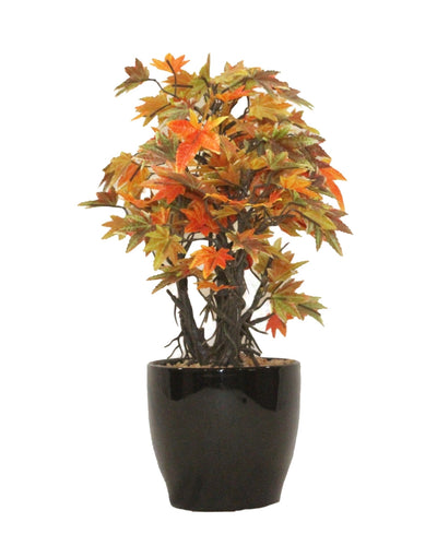Miniature Charm Multicolor Maple Bonsai With Black Ceramic Pot