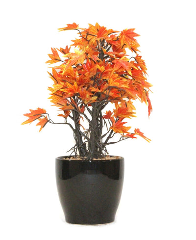 Miniature Charm Multicolor Maple Bonsai With Black Ceramic Pot