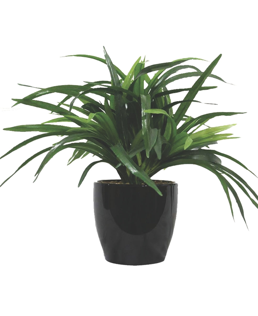 Timeless Classics-Sturdy Dracaena Bonsai In Black Ceramic Pot