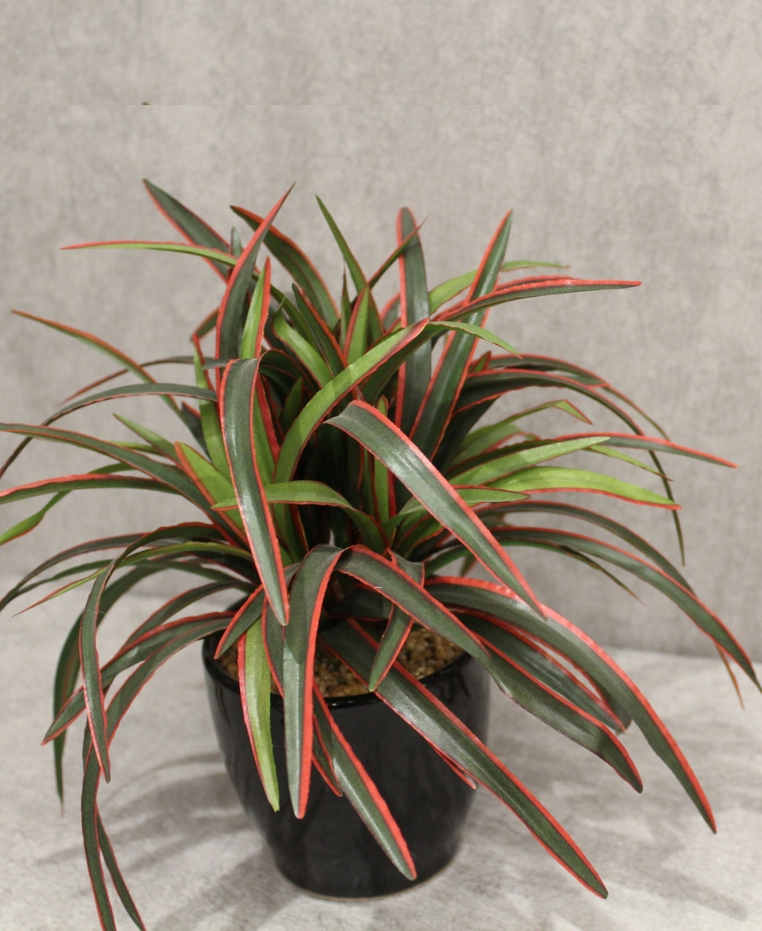 Timeless Classics-Sturdy Dracaena Bonsai In Black Ceramic Pot
