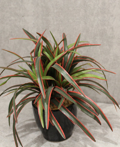 Timeless Classics-Sturdy Dracaena Bonsai In Black Ceramic Pot