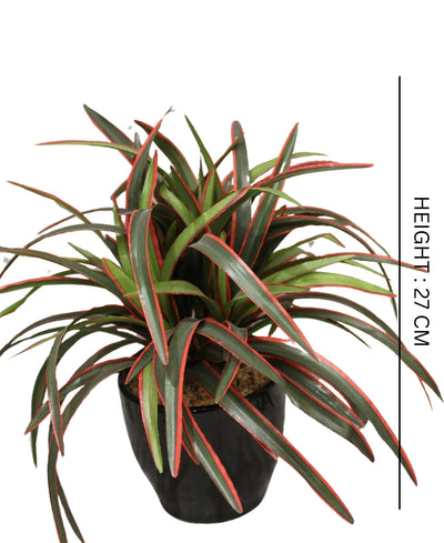 Timeless Classics-Sturdy Dracaena Bonsai In Black Ceramic Pot
