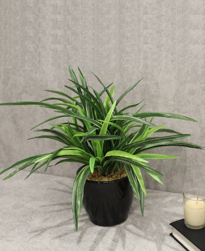 Timeless Classics-Sturdy Dracaena Bonsai In Black Ceramic Pot