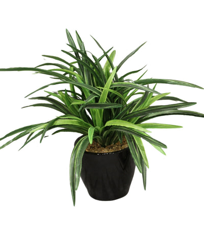Timeless Classics-Sturdy Dracaena Bonsai In Black Ceramic Pot