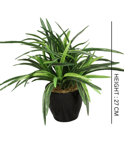 Timeless Classics-Sturdy Dracaena Bonsai In Black Ceramic Pot