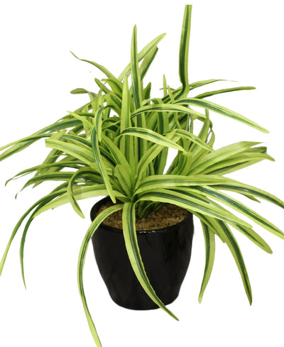 Timeless Classics-Sturdy Dracaena Bonsai In Black Ceramic Pot