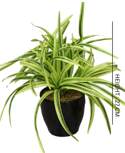 Timeless Classics-Sturdy Dracaena Bonsai In Black Ceramic Pot