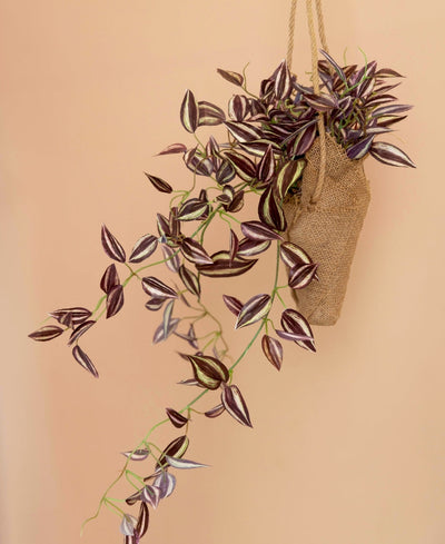 Hanging Maple Creeper In Jute Bag Elegance That Elevates Your Space