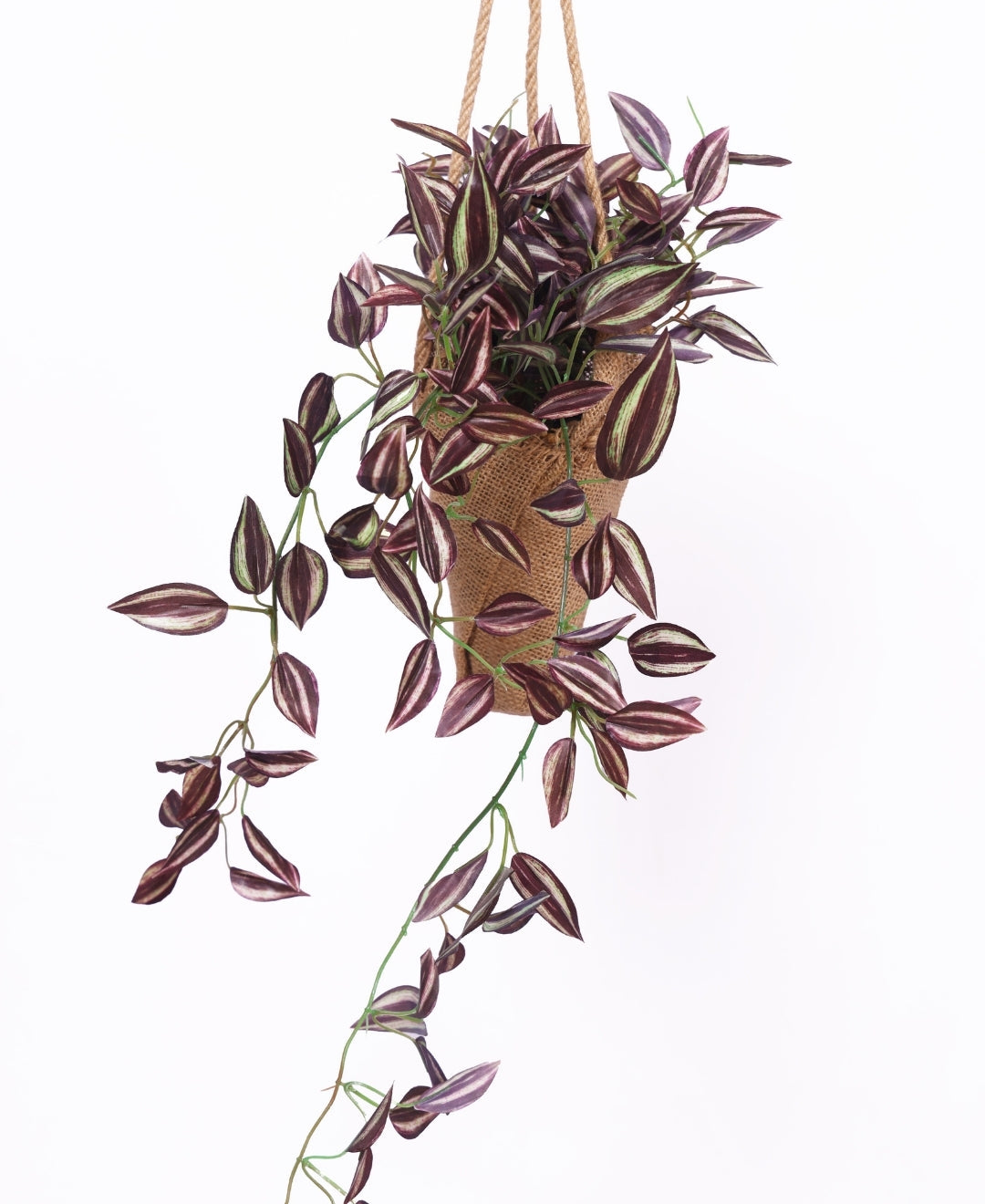 Hanging Maple Creeper In Jute Bag Elegance That Elevates Your Space