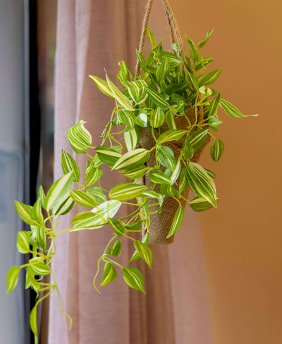 Hanging Maple Creeper In Jute Bag Elegance That Elevates Your Space
