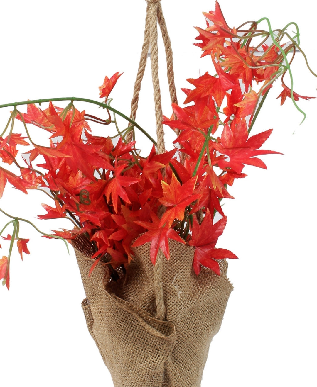 Hanging Maple Creeper In Jute Bag Elegance That Elevates Your Space