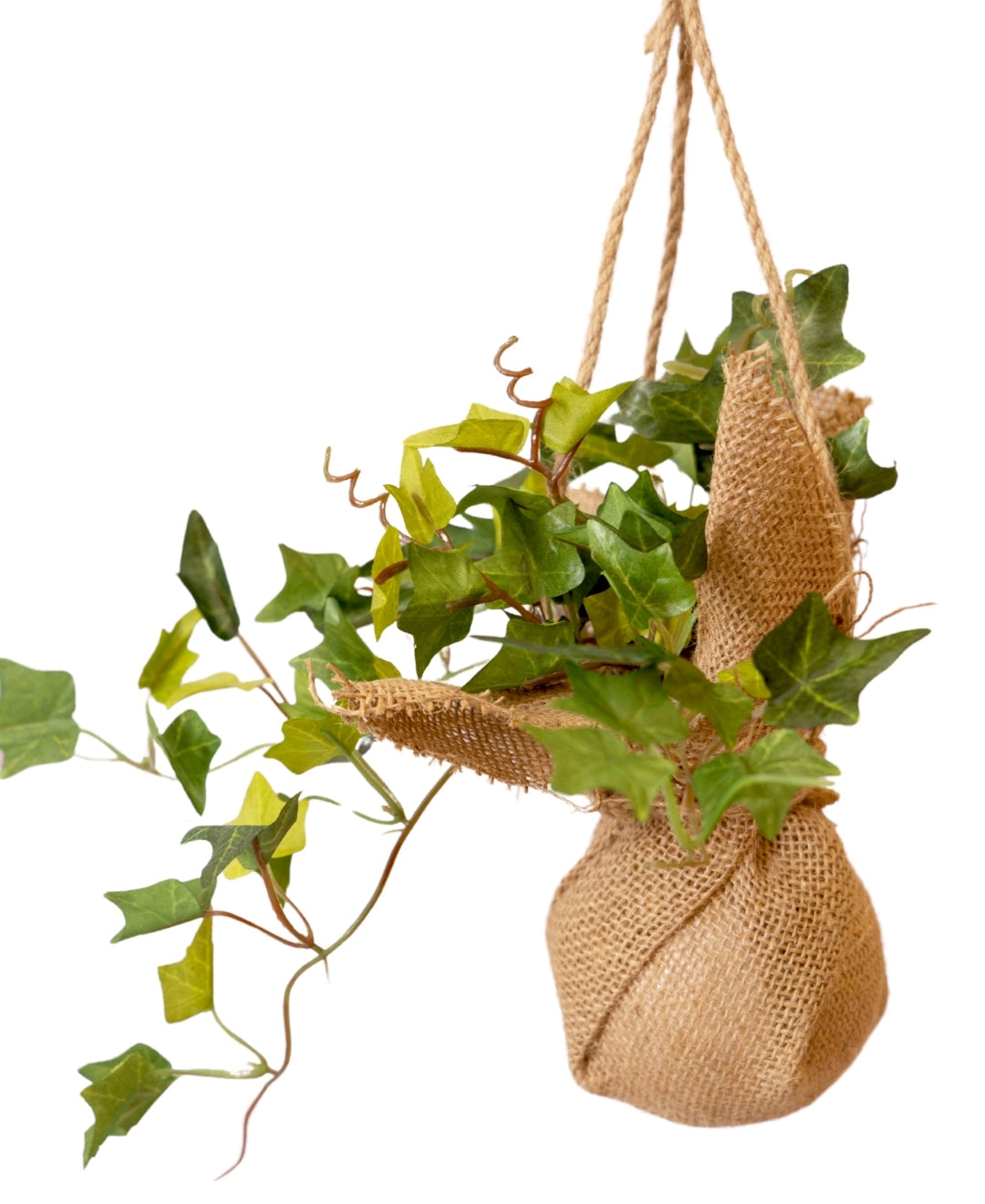 Hanging Ivy Creeper In Jute Bag Elegance That Elevates Your Space