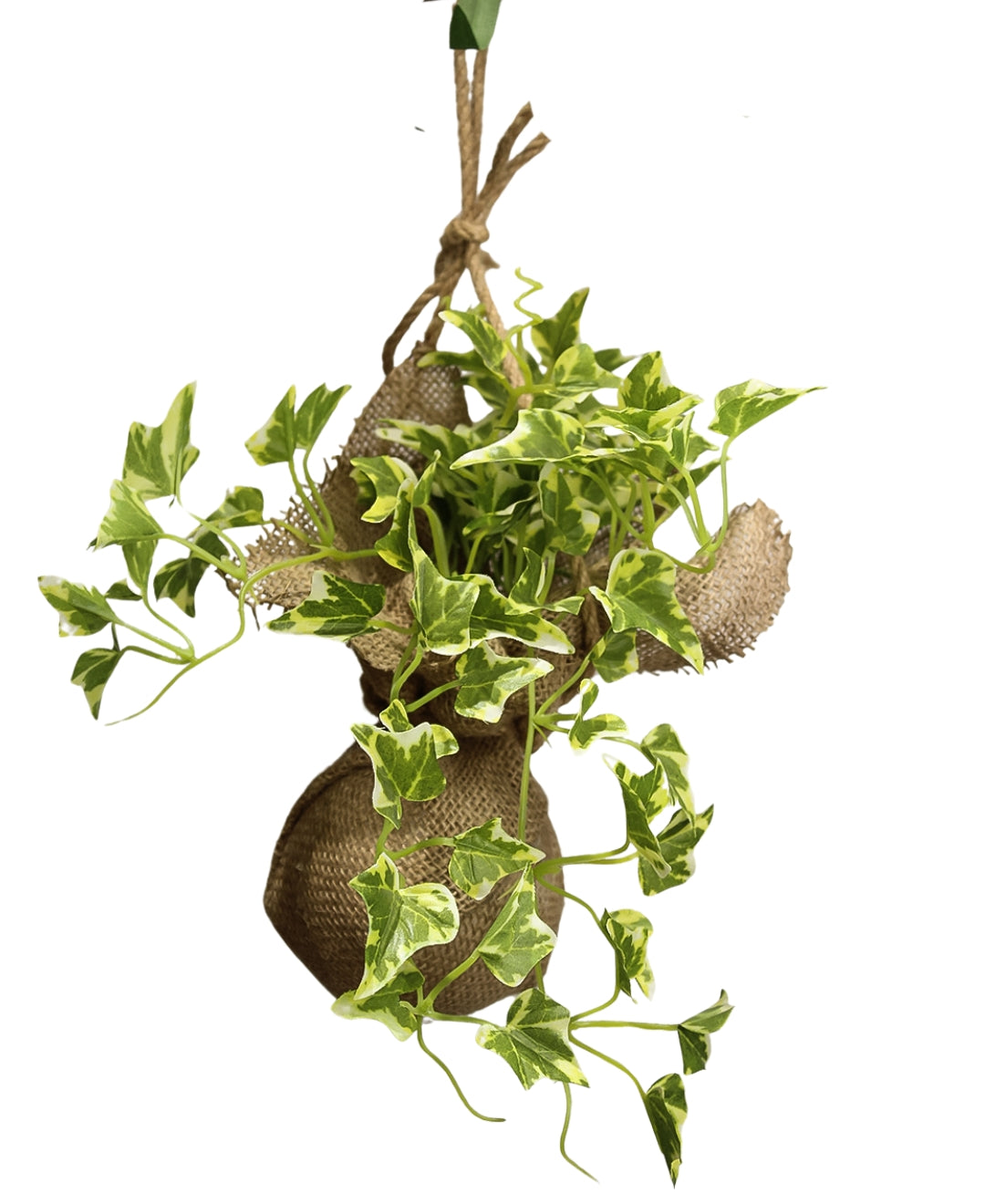 Hanging Ivy Creeper In Jute Bag Elegance That Elevates Your Space
