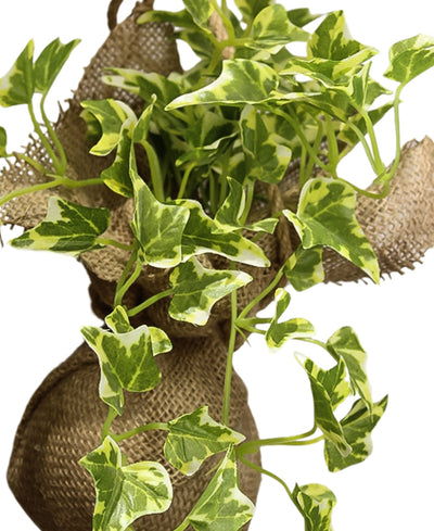 Hanging Ivy Creeper In Jute Bag Elegance That Elevates Your Space