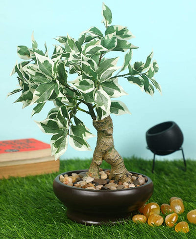 Everleaf Grace -Elegant Bonsai In Ceramic Vase