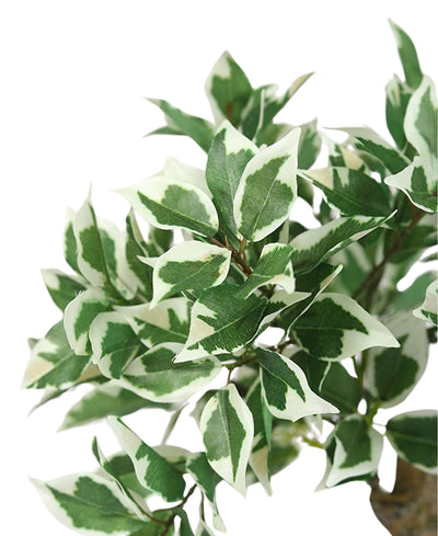 Everleaf Grace -Elegant Bonsai In Ceramic Vase