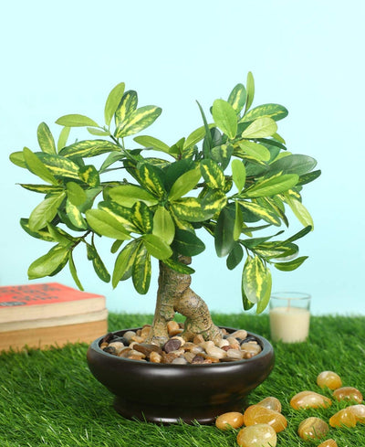 Everleaf Grace -Elegant Bonsai In Ceramic Vase