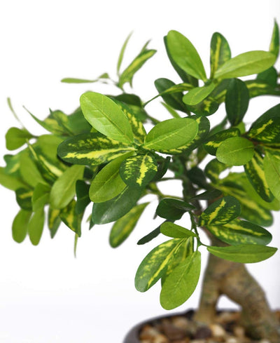 Everleaf Grace -Elegant Bonsai In Ceramic Vase