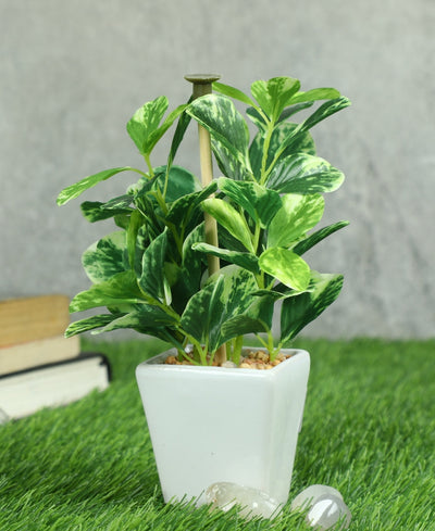 Serenitree- Small Gracegul Bonsai In White Ceramic Pot