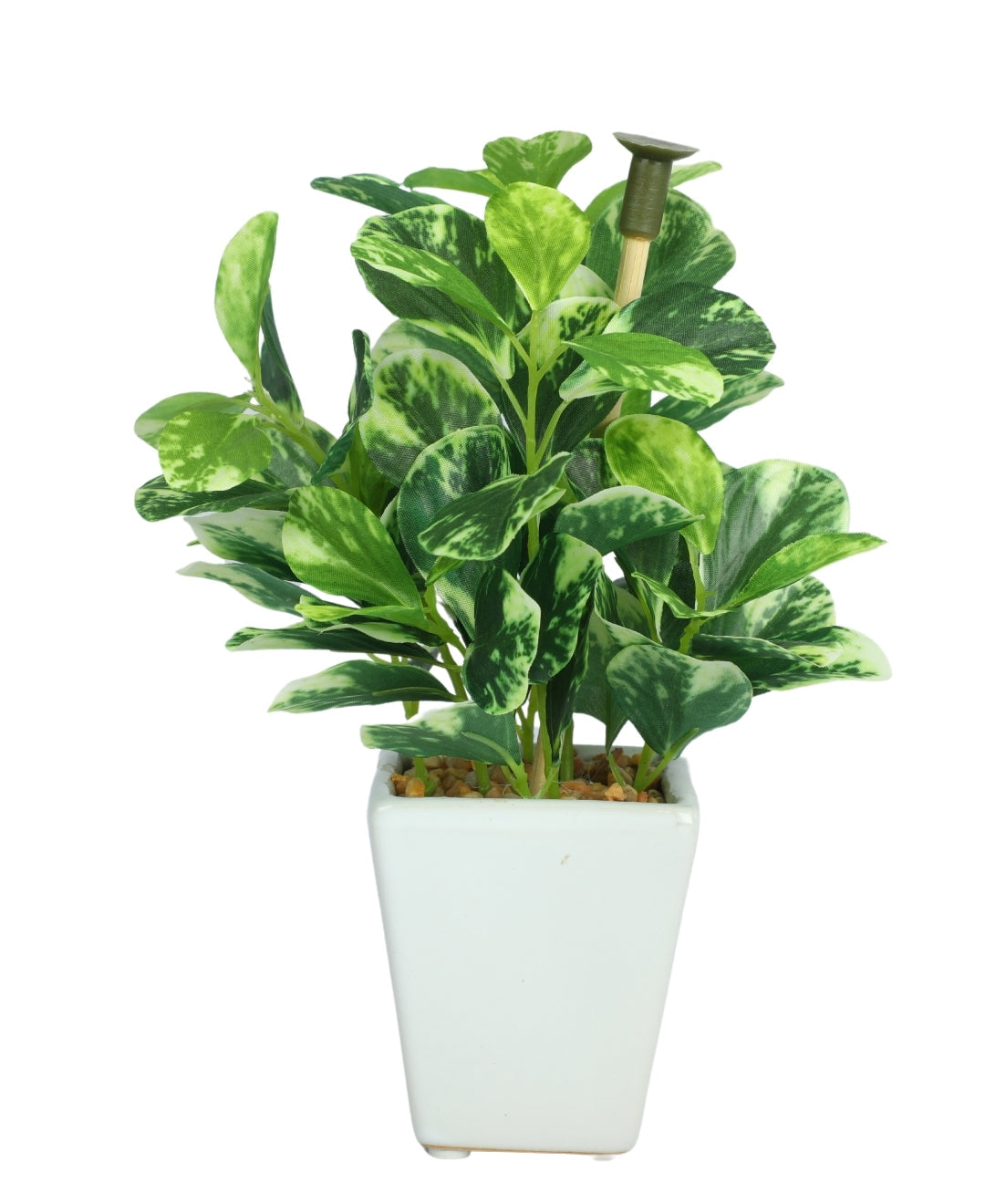 Serenitree- Small Gracegul Bonsai In White Ceramic Pot