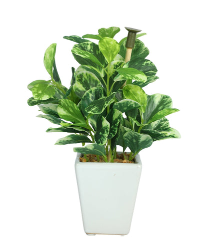 Serenitree- Small Gracegul Bonsai In White Ceramic Pot