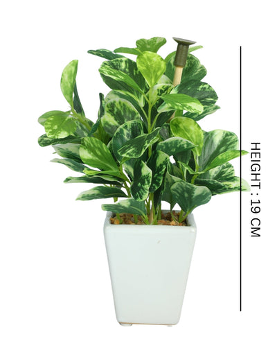 Serenitree- Small Gracegul Bonsai In White Ceramic Pot