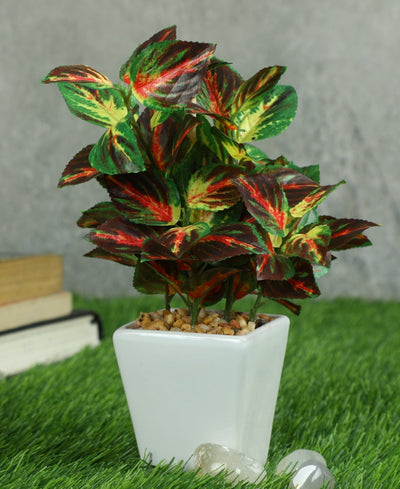 Serenitree- Small Gracegul Bonsai In White Ceramic Pot