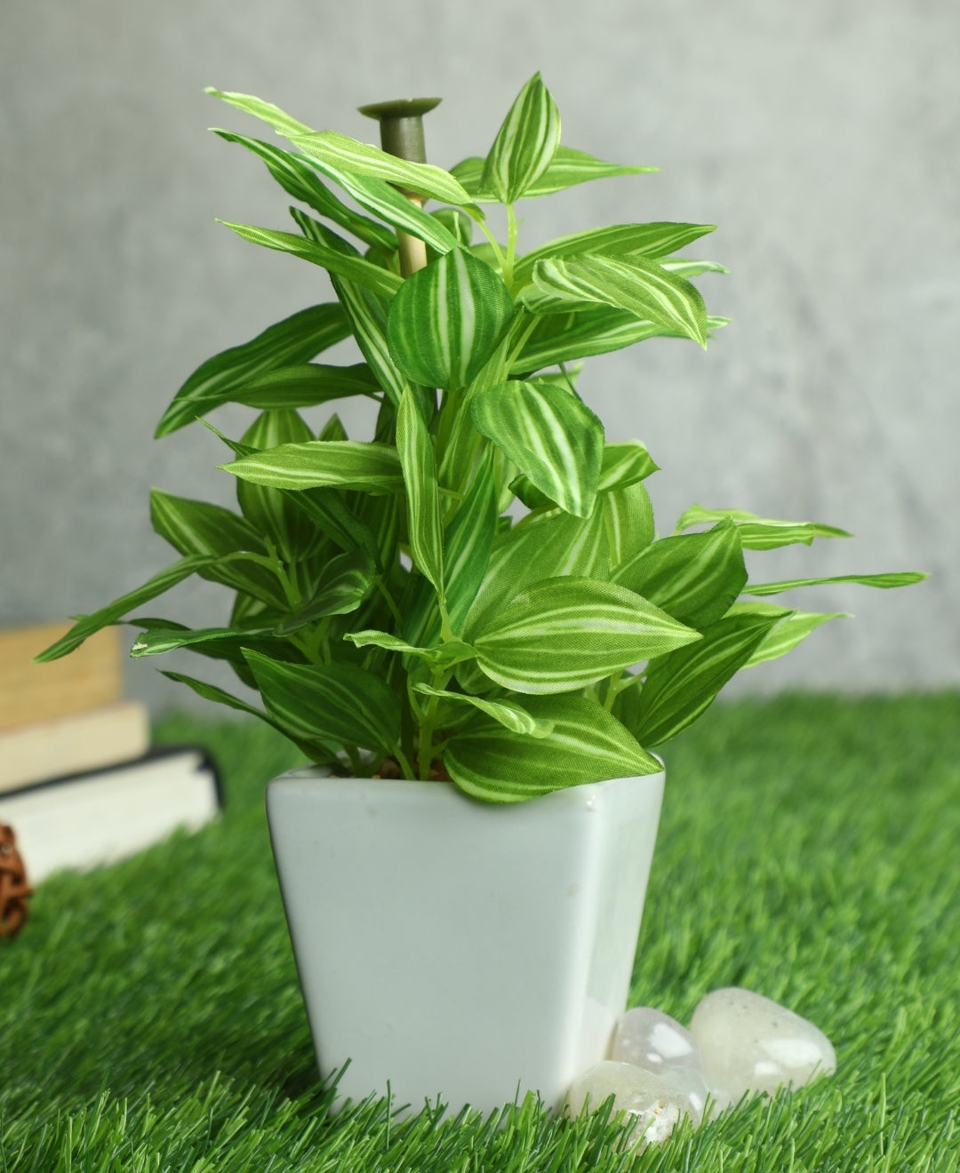 Serenitree- Small Gracegul Bonsai In White Ceramic Pot