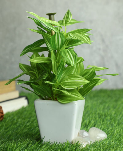Serenitree- Small Gracegul Bonsai In White Ceramic Pot
