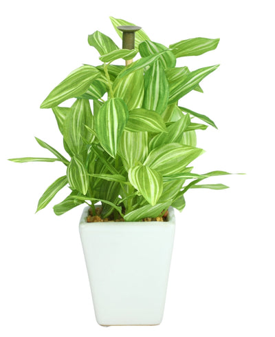 Serenitree- Small Gracegul Bonsai In White Ceramic Pot