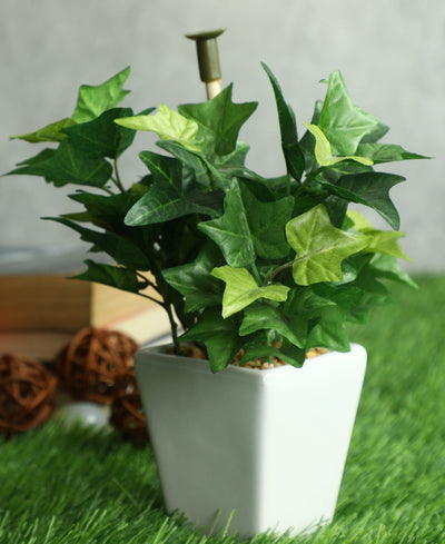Serenitree- Small Gracegul Bonsai In White Ceramic Pot