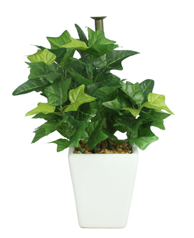 Serenitree- Small Gracegul Bonsai In White Ceramic Pot