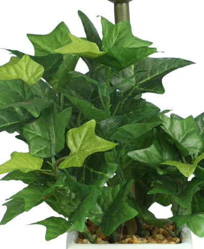 Serenitree- Small Gracegul Bonsai In White Ceramic Pot