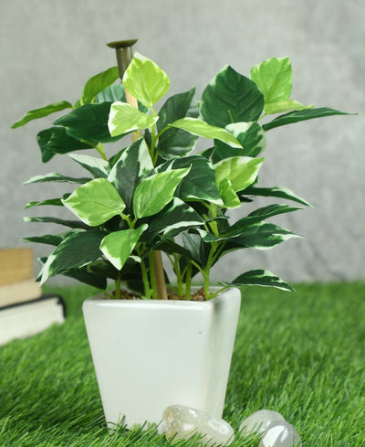 Serenitree- Small Gracegul Bonsai In White Ceramic Pot