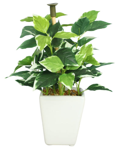 Serenitree- Small Gracegul Bonsai In White Ceramic Pot
