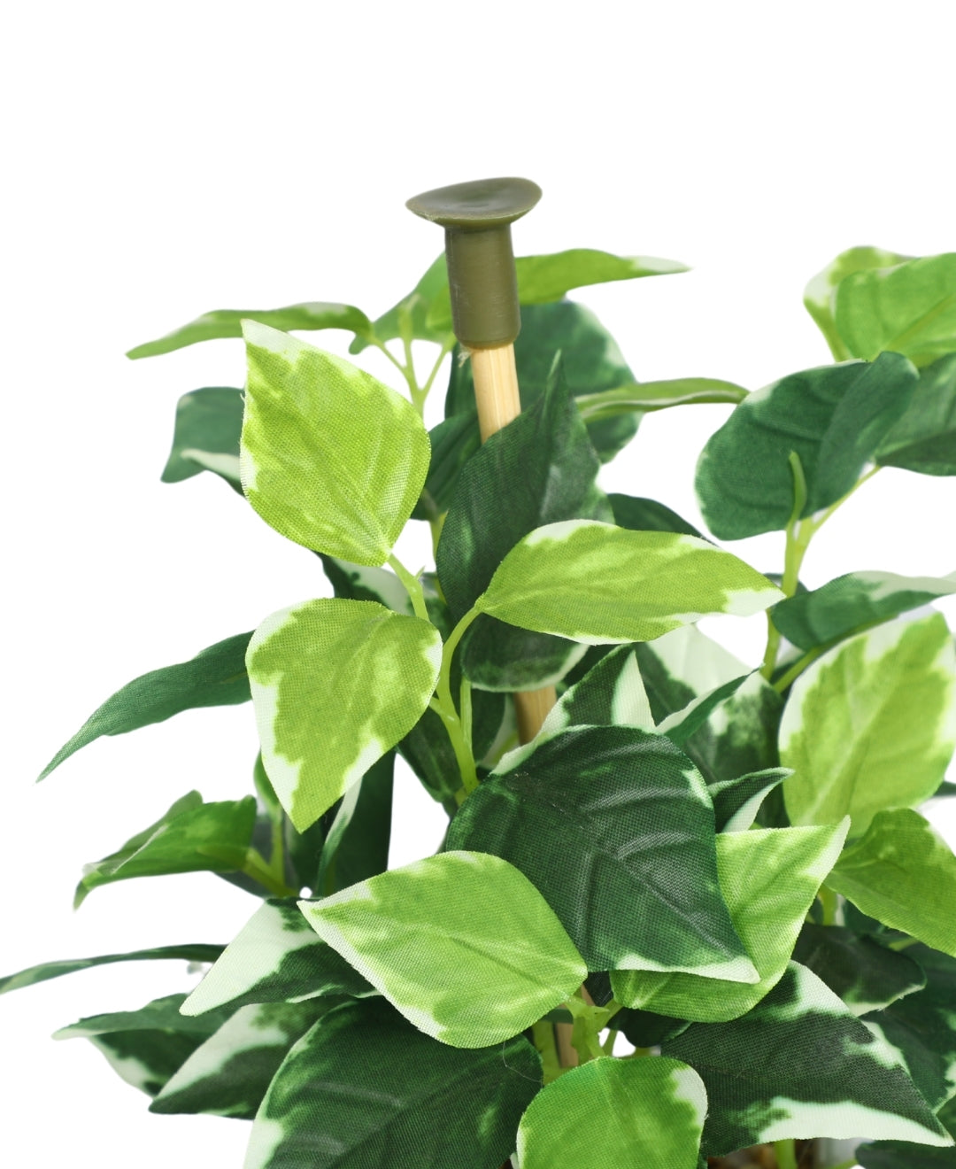 Serenitree- Small Gracegul Bonsai In White Ceramic Pot