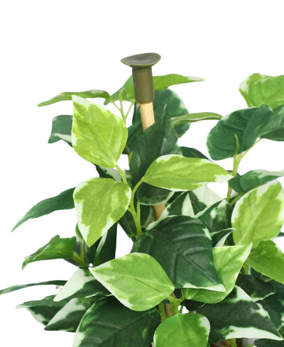 Serenitree- Small Gracegul Bonsai In White Ceramic Pot