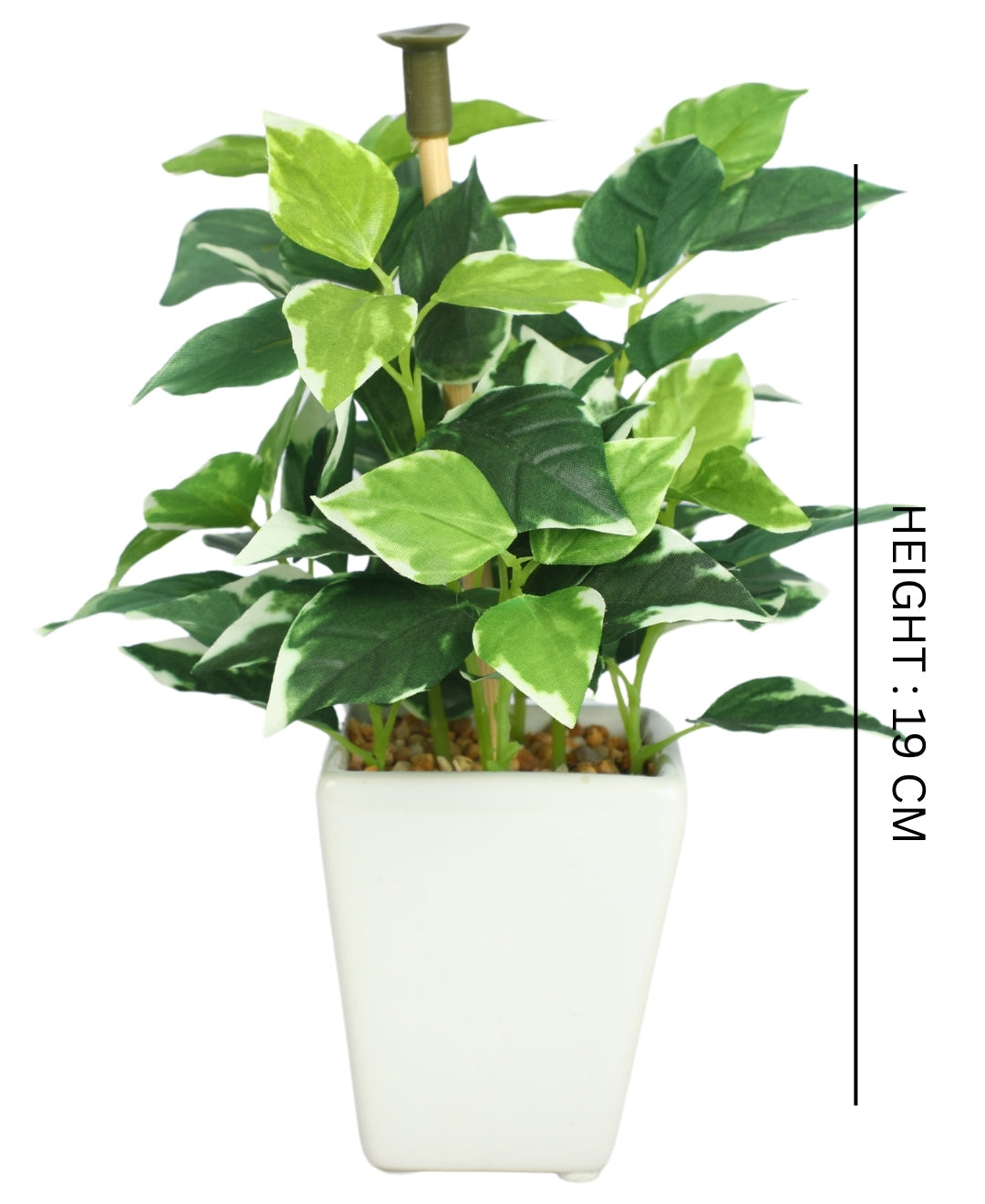 Serenitree- Small Gracegul Bonsai In White Ceramic Pot