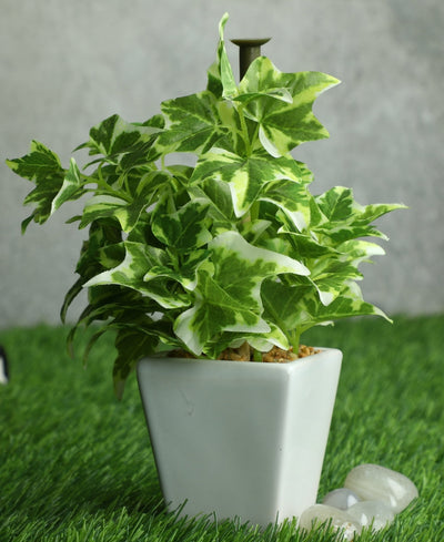Serenitree- Small Gracegul Bonsai In White Ceramic Pot