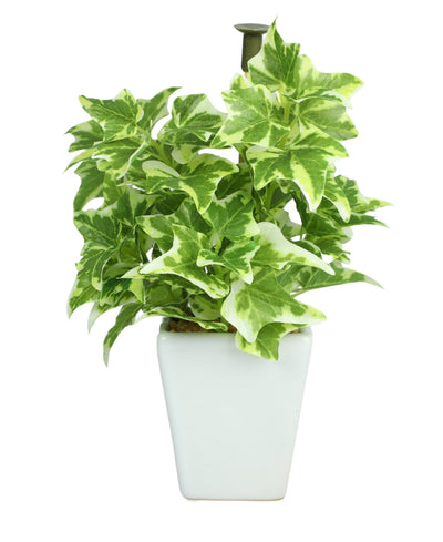 Serenitree- Small Gracegul Bonsai In White Ceramic Pot