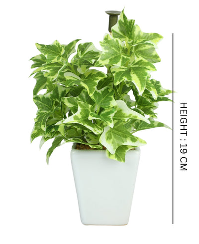 Serenitree- Small Gracegul Bonsai In White Ceramic Pot