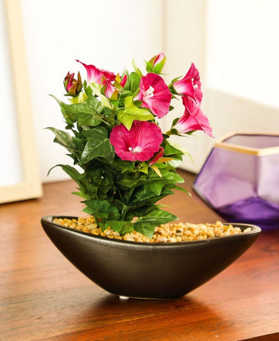 Everlasting Elegance Artificial Morning Glory Bonsai In Ceramic Vase