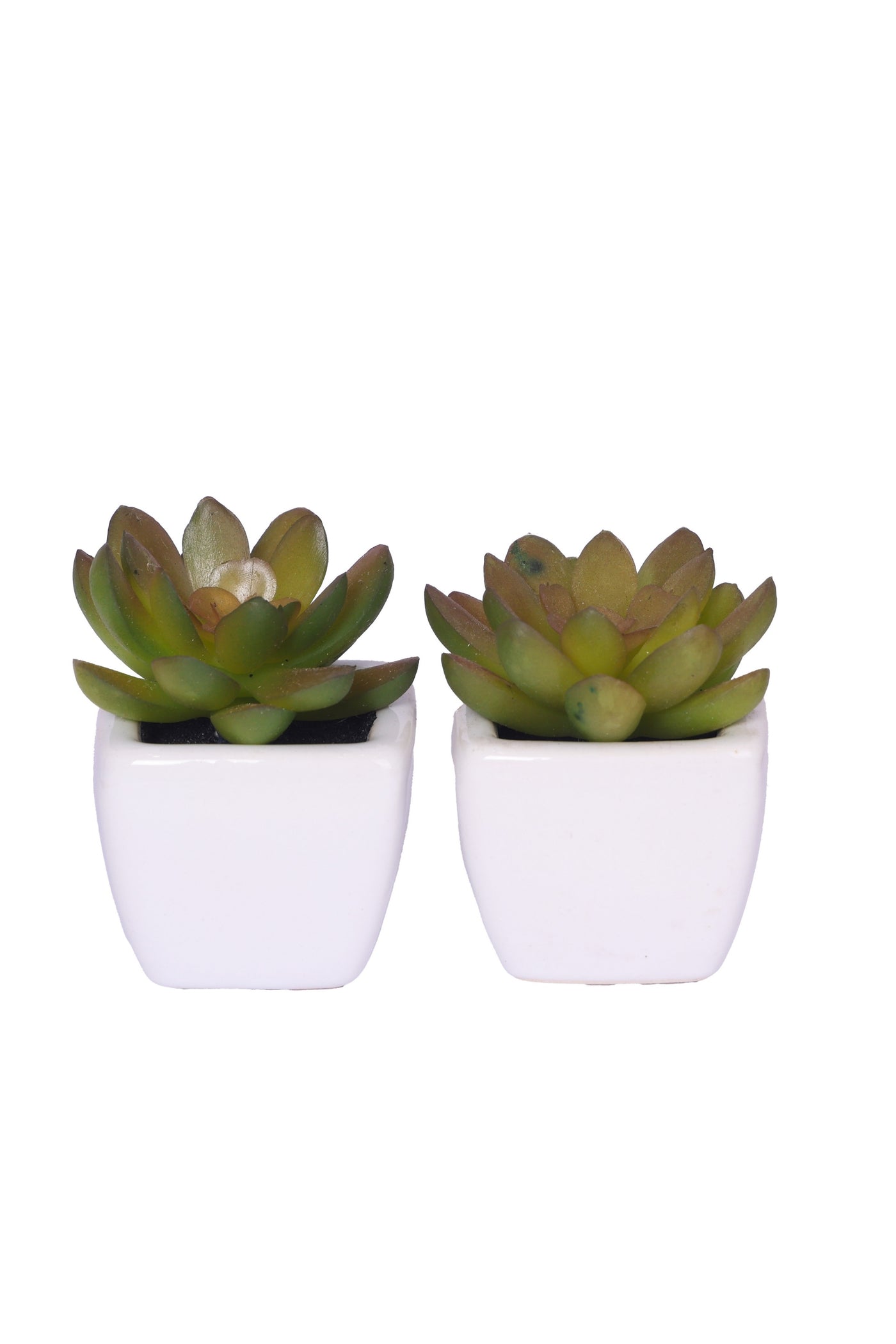 PolliNation Artificial Succulent With Ceramic Pot (Set of 2)