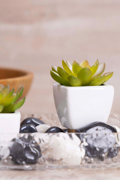 PolliNation Artificial Succulent With Ceramic Pot (Set of 2)