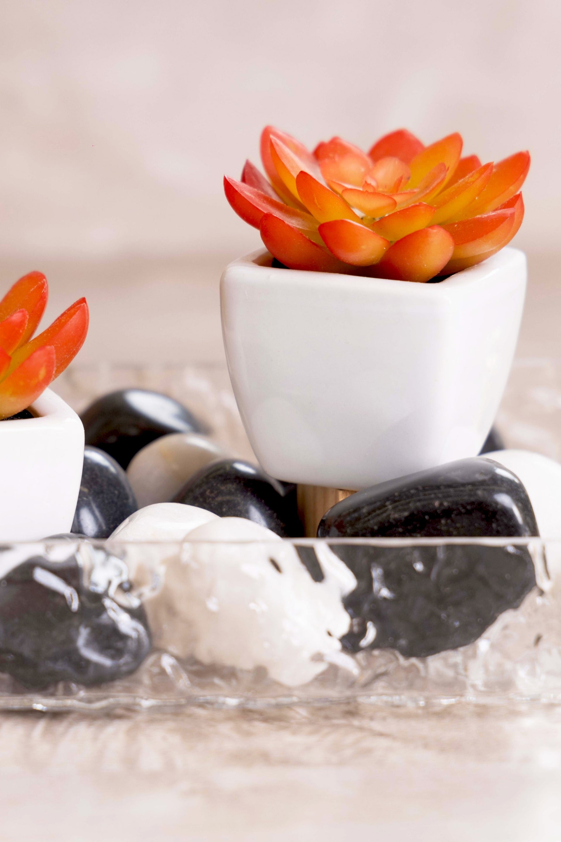 PolliNation Artificial Succulent With Ceramic Pot (Set of 2)